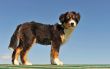 puppy australian shepherd