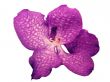  Blooming Orchid Vanda coerulea