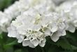 white  Hydrangea (Hortensia)