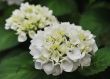 white  Hydrangea (Hortensia)