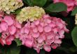 pink  Hydrangea (Hortensia)