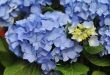 Blue Hydrangea (Hortensia) 