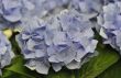 Blue Hydrangea (Hortensia)