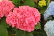 pink  Hydrangea (Hortensia)