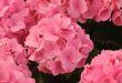 pink  Hydrangea (Hortensia)