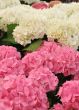 pink and white Hydrangea (Hortensia)