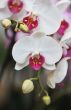 phalaenopsis
