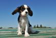 puppy cavalier king charles
