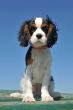puppy cavalier king charles