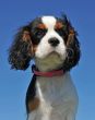 puppy cavalier king charles