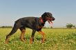 Doberman Pinscher
