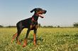 Doberman Pinscher