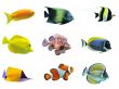 group of fishes