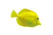  yellow tang 
