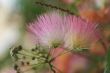 Albizia julibrissin