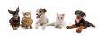 group of puppies and cats