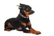 miniature pinscher