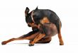 miniature pinscher scratching