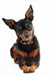 miniature pinscher