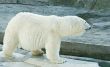 Polar bear