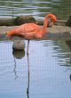 Red flamingo