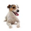 young jack russel terrier
