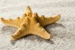 Golden Starfish