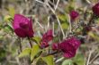 Purple Flowers