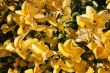 Yellow Flowers