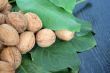 ripe nuts