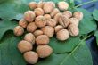 ripe nuts