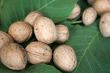 ripe nuts