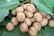 ripe nuts