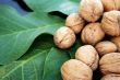 ripe nuts