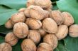 ripe nuts
