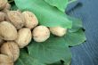 ripe nuts