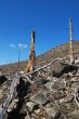 Forest dead 