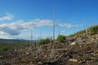 Revival of a forest