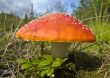 Fly Agaric.