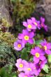 polyanthus/primula