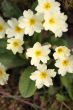 polyanthus/primula