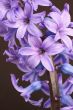 hyacinth
