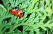 ladybugs/ladybirds