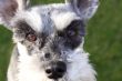 miniature schnauzer