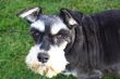 miniature schnauzer
