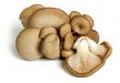 Oyster mushrooms 