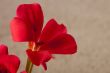 Geranium flower