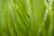 Green Grass