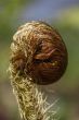 Fern Leaf