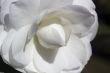 White Flower